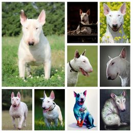 Stitch 5D DIY Bull Terrier Diamond Rhinestones Painting Pet Dog Animal Wall Art Cross Stitch Embroidery Picture Mosaic Craft Home Decor