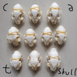 Miniatures Real animal Skull/Specimen Collection/Defective Skull/Garden, Fish tank Decoration/DIY Material