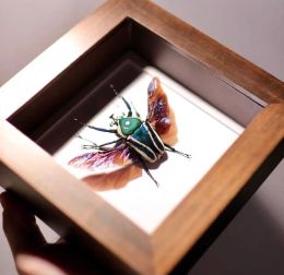 Sculptures Real insect specimen decoration collection, gift giving, Valentine's Day gift hobby collection home decoration accessories