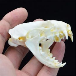 Sculptures Mink Skull Specimen Model Collection, Small Ornaments, Home Decoration, Sculpture Taxidermy, Real Mink