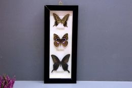 Sculptures new Birthday Gift Exquisite 3pcs Butterflies Photo Frame Specimen Craft Gift Home Decor Ornament Home Decorations