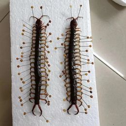 Sculptures Real Centipede Insect Specimens Beetle Teaching Aids Hobbies Collection DIY Crafts Home Decoration Statue