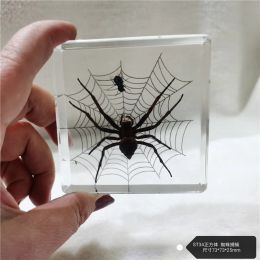 Sculptures Real plant animal insect specimen turtle hair spider dragonfly starfish resin ornament creative home table decoration gift