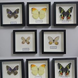 Sculptures Real butterfly specimens decorative picture frames living room decoration room decoration home decor home accessories