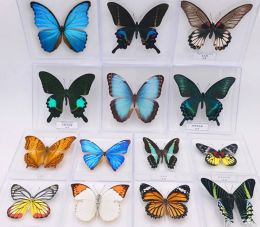 Sculptures Real butterfly specimen Ornament Insect specimen student teaching Research Birthday gift Home Furnishing decoration