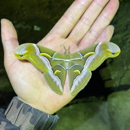 Sculptures Philosamia cynthia Walker et Felder real moth butterfly specimen home decoration DIY handicraft biological teaching research