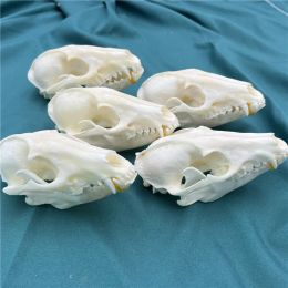 Sculptures 1pcs Pure Natural Taxidermy Vulpes Raccoon Skull Taxidermy Real Bone Skeleton Christmas Decoratio