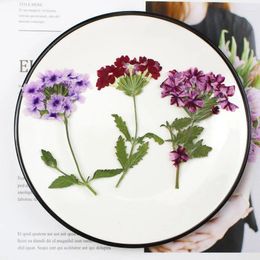 Decorative Flowers 60pcs Pressed Dried Natural Verbena Hortensis Flower Stalk Plant Herbarium For Jewelry Postcard Invitation Card Bookmark