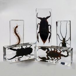 Miniatures Large Bug Insect Specimen in Resin Tarantula Epoxy Resin Bug Centipede Beetles Scorpion Specimen Big Insect Desktop Decoration