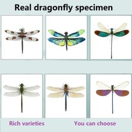 Sculptures Real dragonfly specimen, insect specimen, color, damselfly specimen, decorative painting,glass cover and ornaments are available