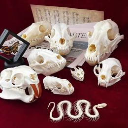 Miniatures Animal Taxidermy Crocodiles Skull DIY Crafts CollectionsSkull Resin Decoration Special Gift Animal Skeleton Snake Teaching Model