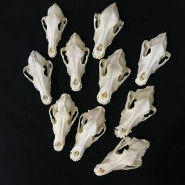 Sculptures 1pcs Big Real Animal Skull specimen Collectibles Study Unusual Home Decoration 22cm
