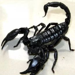 Sculptures Black scorpion specimens science education cognitive DIY punk mechanical insects home decor statues for decoration