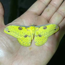 Sculture Loepa Katinka Vera Seta Falena Insetto Campione Materiali FAI DA TE Decorazioni per la casa Regalo Strumento didattico di biologia Libro di testo sperimentale