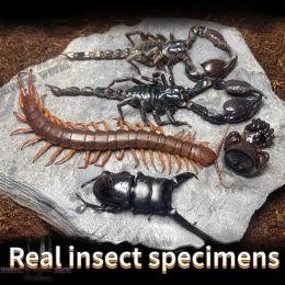 Sculptures Real Insects Scorpion Spider Spade Beetle Specimen Teaching Research DIY Crafts Exhibition Collection Living Room Decoration