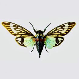 Sculptures Tosena Splendida Real Insect Specimen Cicada Science Popularisation Teaching Photography Collection Nature Gifts Home Decor