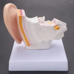 Bowls 1.5 Times Human Ear Anatomy Model Showing Organs Structure Of The Central And External Ears Teaching Supplies