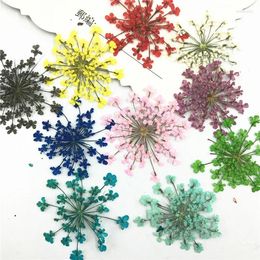 Decorative Flowers 120pcs Mix Color Ammi Lace Pressed Flower Gifts Natural True Plant Specimens For Nail / Gem Decoration