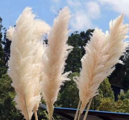 6080CM White Natural Reed Dried Flower Big Pampas Grass Bouquet Wedding Flower Ceremony Decoration Modern Home Decoration6477416