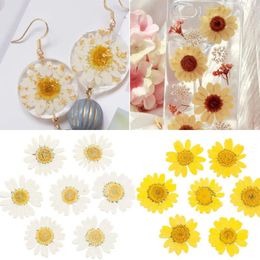 Decorative Flowers 12PCS/Bag Resin DIY Daisy Dried Flower Art Pressed Jewellery Making