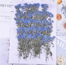 Decorative Flowers 120pcs Pressed Forget-me-not Myosotis With Stem Herbarium For Makeup Jewelry Postcard Invitation Card Phone Case DIY 60