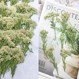 Decorative Flowers 60pcs 5-8cm Pressed Dried Ozothamnus Diosmifolius Rice Flower Plant Herbarium For Jewelry Postcard Bookmark Phone Case