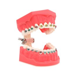 Dental 1:1.2 Teeth Model Dentistry Teaching Brushing Flossing Practice Studying Teaching Model M7010-2