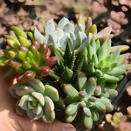 Decorative Flowers 5Pcs/lot Artificial Succulents PVC Simulate Miniature Succulent Plant Potted Wedding Scenery Shooting Props Simulated