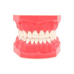 Dental 1:1 Teeth Model Dentistry Brushing Flossing Practice Studying Teaching Model FalseTeeth M7010-1 Dentures M7010-2