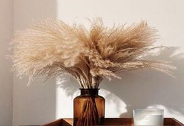 30 Stems Raw Colour Plume Wedding Decor Flower Bunch Small pampas grass Home Deco Real Reed Natural Plant Ornaments3542192