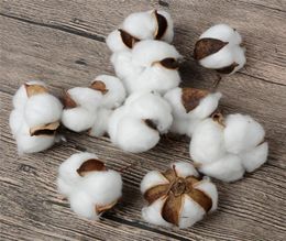 Natural and Synthetic Blend Cotton Balls Dry Flower Wedding Dried Flowers Plants Party Birthday el Courtyard Decoration Flowers8018233