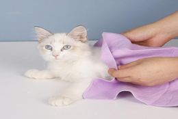 Large 664302CM Super Absorbent Towel Quick Drying Pet Bath Soft l Machine Washable Suitable for Dogs and Cats Any Size Pets6975846