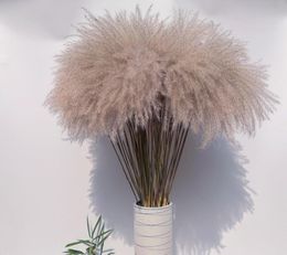 Natural Pampas Grass Reed Dried Flowers Fall Decorations for Home Real Flowers Wedding Home Decor6405185