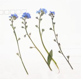 Do not forget me FLower for Wedding decoration Dried flower Press flowers 1 lot 10bags100pcs flowers Whole288p1333960