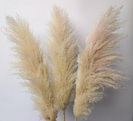 Decorative Wreaths 20Pcslot Whole Phragmites Natural Dried Decorationing Pampas Grass For Home Wedding Decoration Flowers Bun9724292