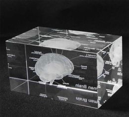 3D Human Anatomical Model Paperweight Laser Etched Brain Crystal Glass Cube Anatomy Mind Neurology Thinking Science Gift 2111014518517