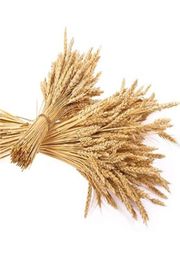 Decorative Flowers Wreaths 23cm Real Dried Wheat Stalks Natural Flower Bouquet For Wedding Party Home Kitchen Table Decoration D415938349