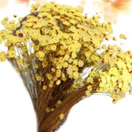 Decorative Flowers 100 Pcs Home Decor Mini Daisy Small Star Dried Natural Floral For Decoration