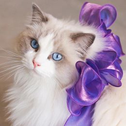 Ospita il colletto in pizzo a nastro principessa per gatti eleganti accessori per gatti con garza di seta per cani da gatto