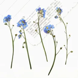 Decorative Flowers 12 PCS Natural Forget-Me-Not With Stem Simple Pressed Flower Ornaments Creative Dried Decorations