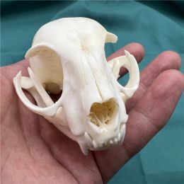 Sculptures 1 pcs real complete animal skull, specimen, collectible,taxidermy