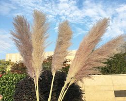 20Pcslot Color Dried Plants Pampas Grass Natural Phragmites communis Decoration for Home Wedding Flower Bunch 5660cm Tall14414790