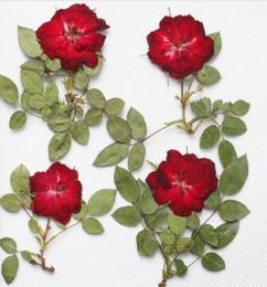 250pcs Red Pressed Dried Rose Flower With BranchLeaf For Epoxy Resin Pendant Necklace Jewelry Making Craft DIY Accessories6140918