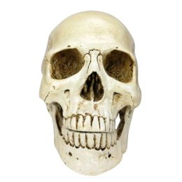 Sculptures High Quality 1:1 Halloween Skull Human Head Resin Replica Lifesize Home Decoration Decorative Craft