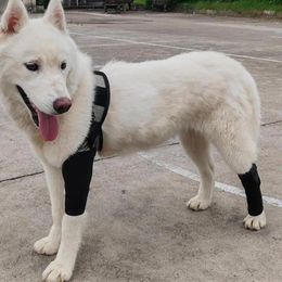 Dog Apparel Hip Joint Care Support Brace Durable Polyster Canine Front Leg For Walking Training Pets Knee Stifle Accessories