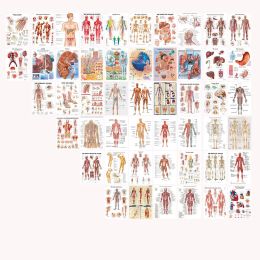 Stickers 50pcs Postcard Human Anatomy System Photo Collage Kit Anatomical Chart Pictures Human Body Medical for Education Office Decor