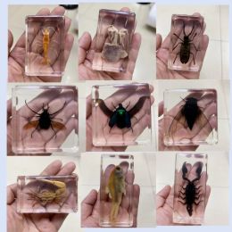 Sculptures Resin Insect Specimen Handicraft Centipede Spider Beetle Scorpion Biological Sample Boy Gift