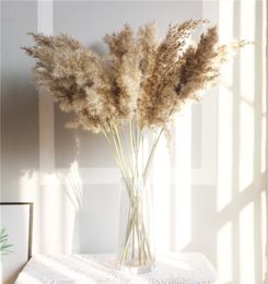 Natural Dried Flowers Pampas Grass Decor Plants Wedding Dry Fluffy Lovely For Holiday Home Party Festival Supplies DHL Ship H7511305