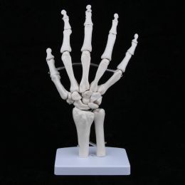 Sculptures Medical LifeSize Human Hand Joint Skeleton Anatomical Model, Human Anatomy, Medical Teaching Tool