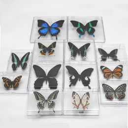 Real Natural Butterfly Specimens Transparent Box With Variety Butterflies For Research Collection Display Teaching Special Gifts 240506